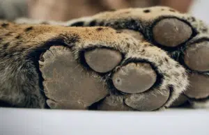 Bolivia liberará a un jaguar rescatado de los incendios forestales en la Amazonía