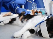 900 cupos gratis de esterilización para perros y gatos en Bogotá