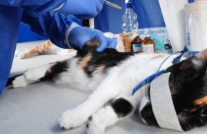 900 cupos gratis de esterilización para perros y gatos en Bogotá