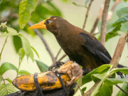 San Rafael, paraíso para el avistamiento de aves