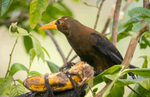 San Rafael, paraíso para el avistamiento de aves