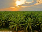Colombia logró récord de 1,93 millones de toneladas de aceite de palma