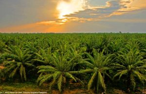 Colombia logró récord de 1,93 millones de toneladas de aceite de palma
