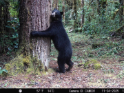 Con 8.500 registros, Huila líder la conservación del oso andino