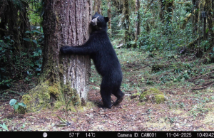 Con 8.500 registros, Huila líder la conservación del oso andino