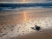 Crisis climática y de biodiversidad: riesgos globales a largo plazo