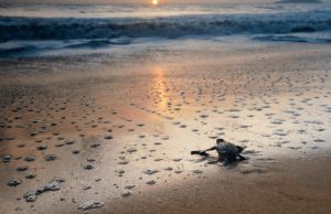 Crisis climática y de biodiversidad: riesgos globales a largo plazo