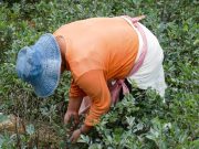 Colombia contribuye al aumento de la fabricación ilícita de cocaína: ONU