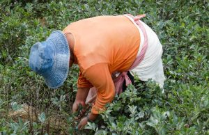 Colombia contribuye al aumento de la fabricación ilícita de cocaína: ONU
