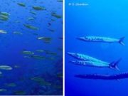 Descenso del 20% de biomasa de peces por calentamiento oceánico