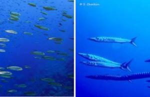 Descenso del 20% de biomasa de peces por calentamiento oceánico