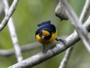 Descubren una especie de ave en el Parque Natural El Tuparro