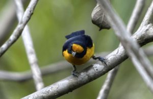 Descubren una especie de ave en el Parque Natural El Tuparro