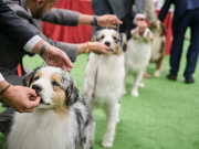 Casi todos los hogares en Bogotá tienen al menos una mascota