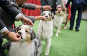 Casi todos los hogares en Bogotá tienen al menos una mascota