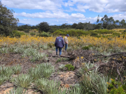 Inician proceso sancionatorio por daño a frailejones en Ráquira, Boyacá