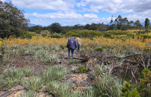 Inician proceso sancionatorio por daño a frailejones en Ráquira, Boyacá