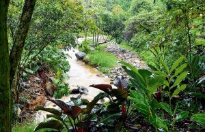Abren convocatoria para incentivos a protectores de nacimientos de agua