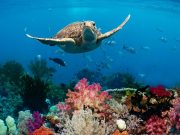 La mitad de los arrecifes de coral del mundo afectados por ola de calor