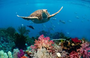 La mitad de los arrecifes de coral del mundo afectados por ola de calor