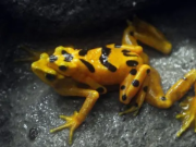 Liberan en Panamá ranas en peligro de extinción tras años de aislamiento