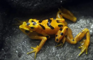 Liberan en Panamá ranas en peligro de extinción tras años de aislamiento
