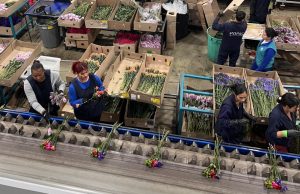 Por San Valentín, Colombia exportó más de 65.000 toneladas de flores