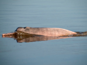 Registran 322 delfines rosados y 175 grises en el Amazonas