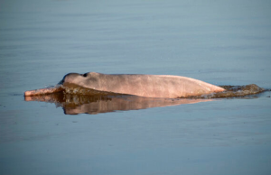 Registran 322 delfines rosados y 175 grises en el Amazonas