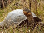 Reintroducen 150 tortugas gigantes en islas Galápagos