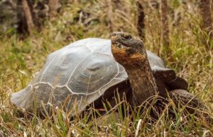 Reintroducen 150 tortugas gigantes en islas Galápagos