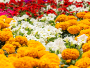 En víspera de San Valentín, floricultores refuerzan apuesta por la productividad
