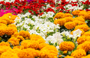 En víspera de San Valentín, floricultores refuerzan apuesta por la productividad