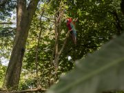 Las guacamayas están de regreso
