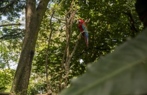 Las guacamayas están de regreso
