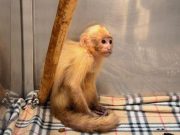 Rescatan dos monos cariblancos víctimas de cautiverio