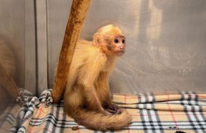 Rescatan dos monos cariblancos víctimas de cautiverio