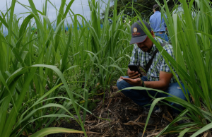 Fortalecer seguridad y proteger sector azucarero pide Procaña