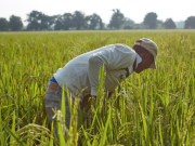 MinAgricultura adopta medidas para primera cosecha de arroz paddy verde