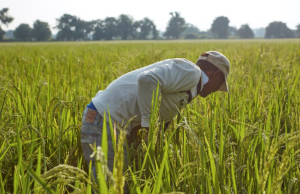 MinAgricultura adopta medidas para primera cosecha de arroz paddy verde