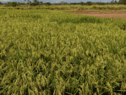 Denuncian posibles anomalías en uso de dinero en Fondo Nacional del Arroz