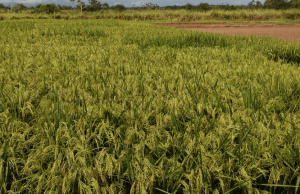 Denuncian posibles anomalías en uso de dinero en Fondo Nacional del Arroz