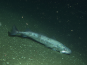 Calentamiento del océano reduce la talla de madurez de la merluza