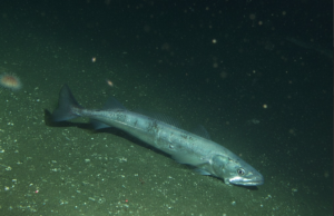 Calentamiento del océano reduce la talla de madurez de la merluza