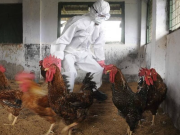Detectan gripe aviar en Argentina: pausan exportaciones del sector
