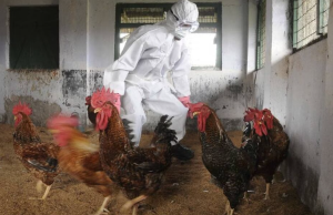 Detectan gripe aviar en Argentina: pausan exportaciones del sector
