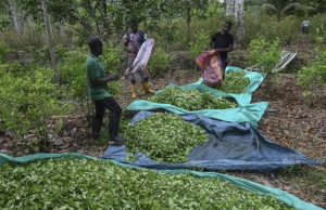 Gobierno erradicaría 30.000 ha de hoja de coca en Nariño y Putumayo