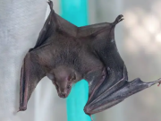 18 especies de murciélagos habitan en Cali: Alcaldía pide cuidarlas