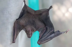 18 especies de murciélagos habitan en Cali: Alcaldía pide cuidarlas