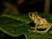 Descubren especie de rana en bosques de los Andes